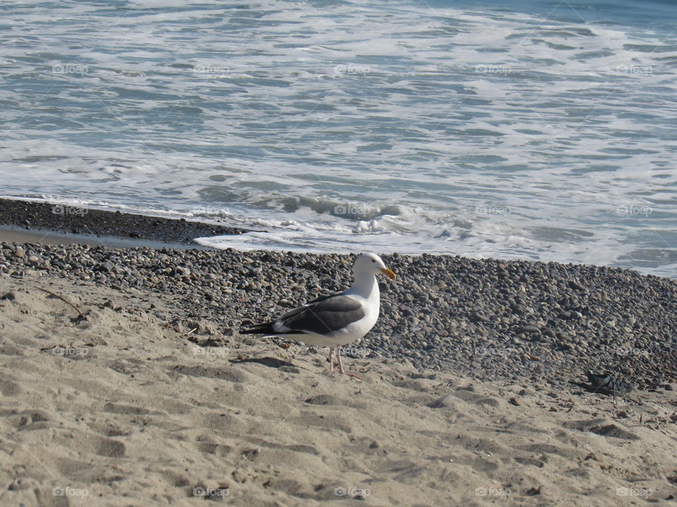 Sandy Seagull