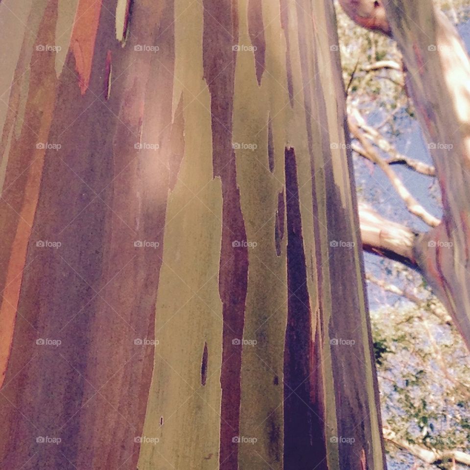 Rainbow eucalyptus 