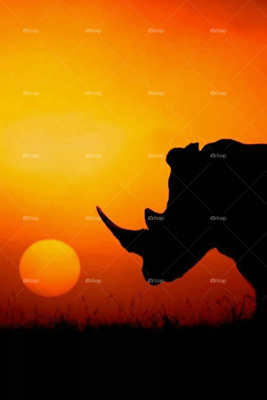 rhino at sun set