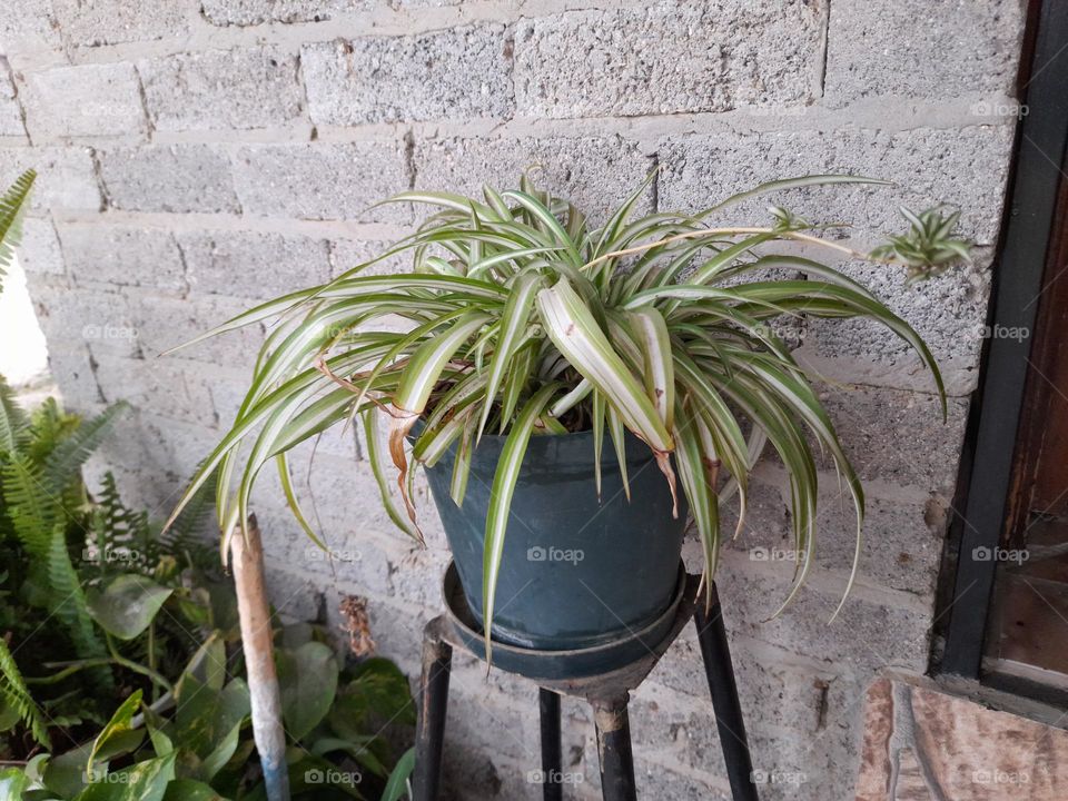 Pot plants with dry leaves.