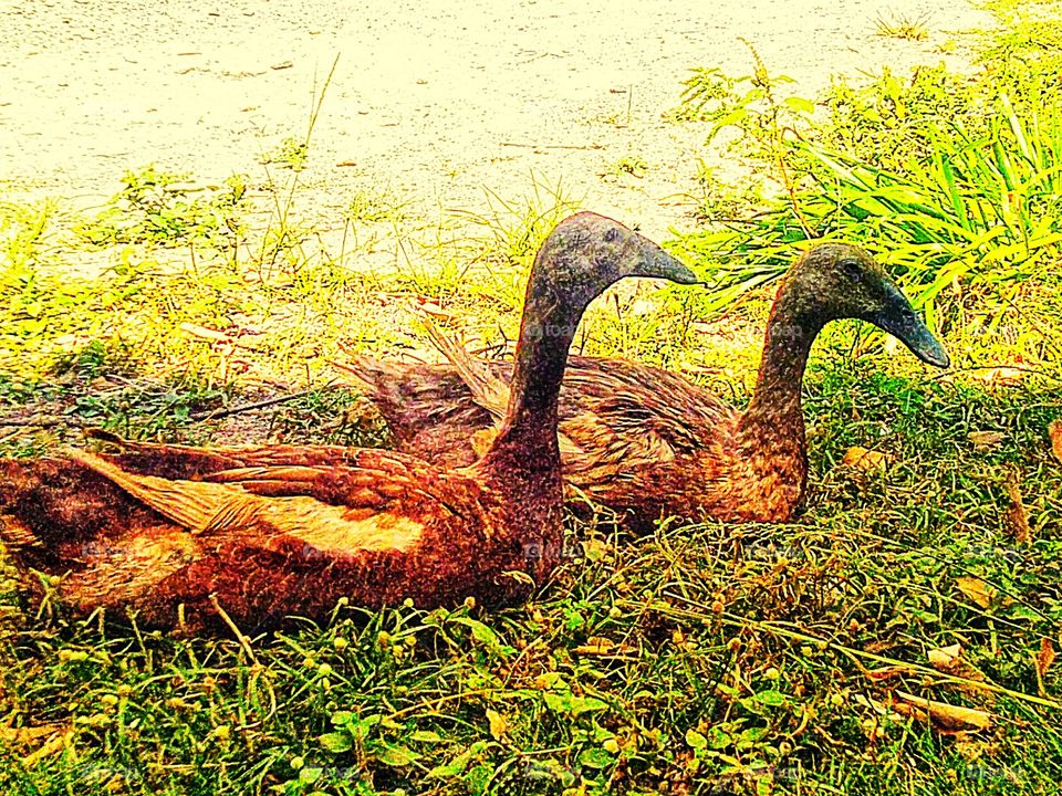 Pair of ducks
