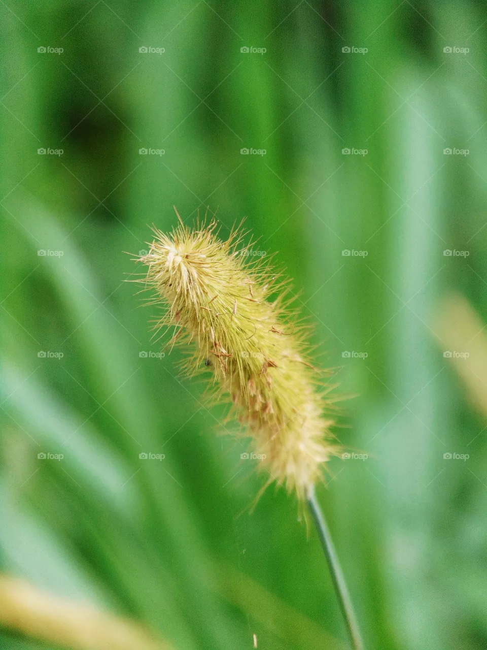 seed
