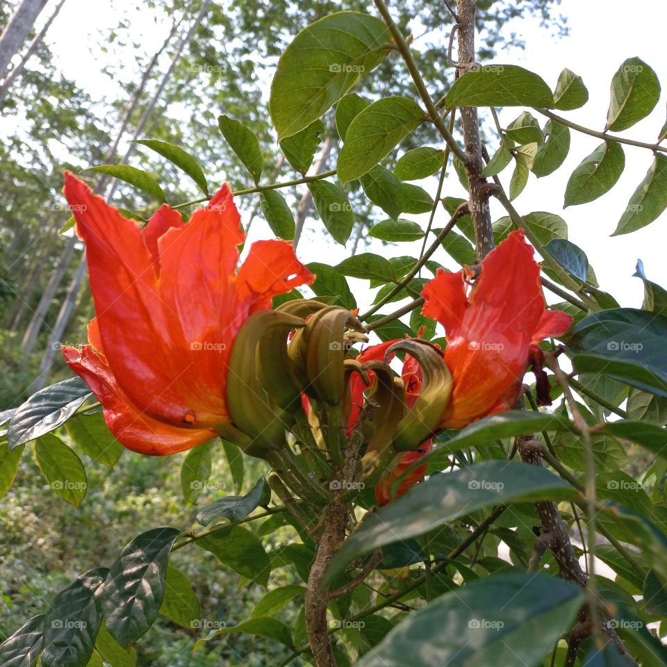 Plant as a cover in the garden or the side of the road. Because the flower buds are capable of spitting out water