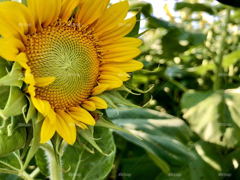 Freshly opened sunflower in focus in agricultural field 