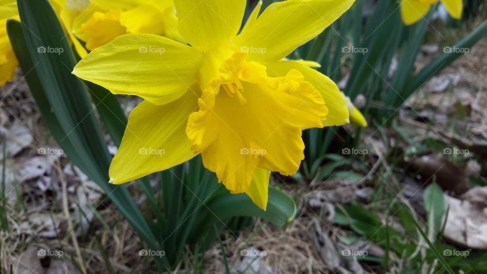 daffodil. daffodil