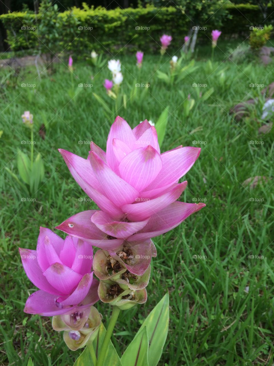 
Krachai flower are booming