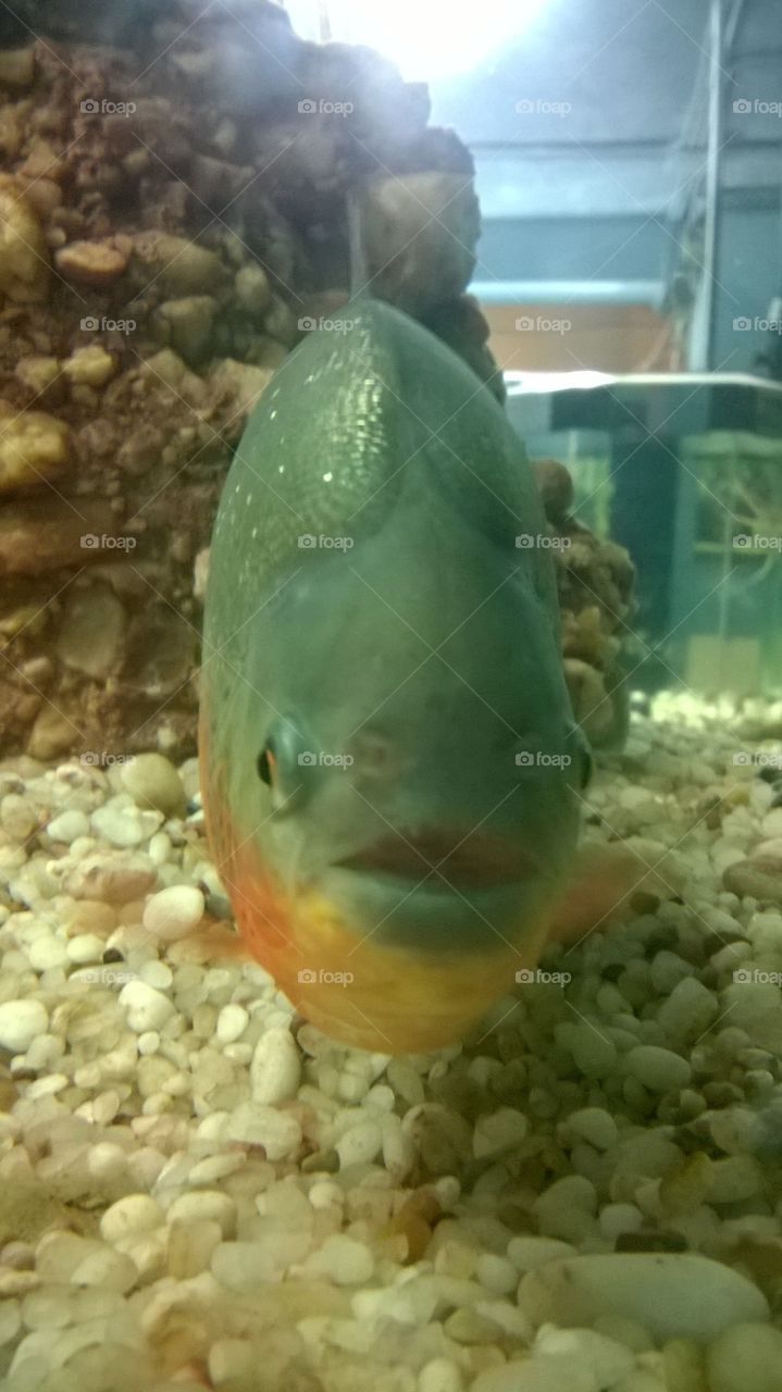 piranh