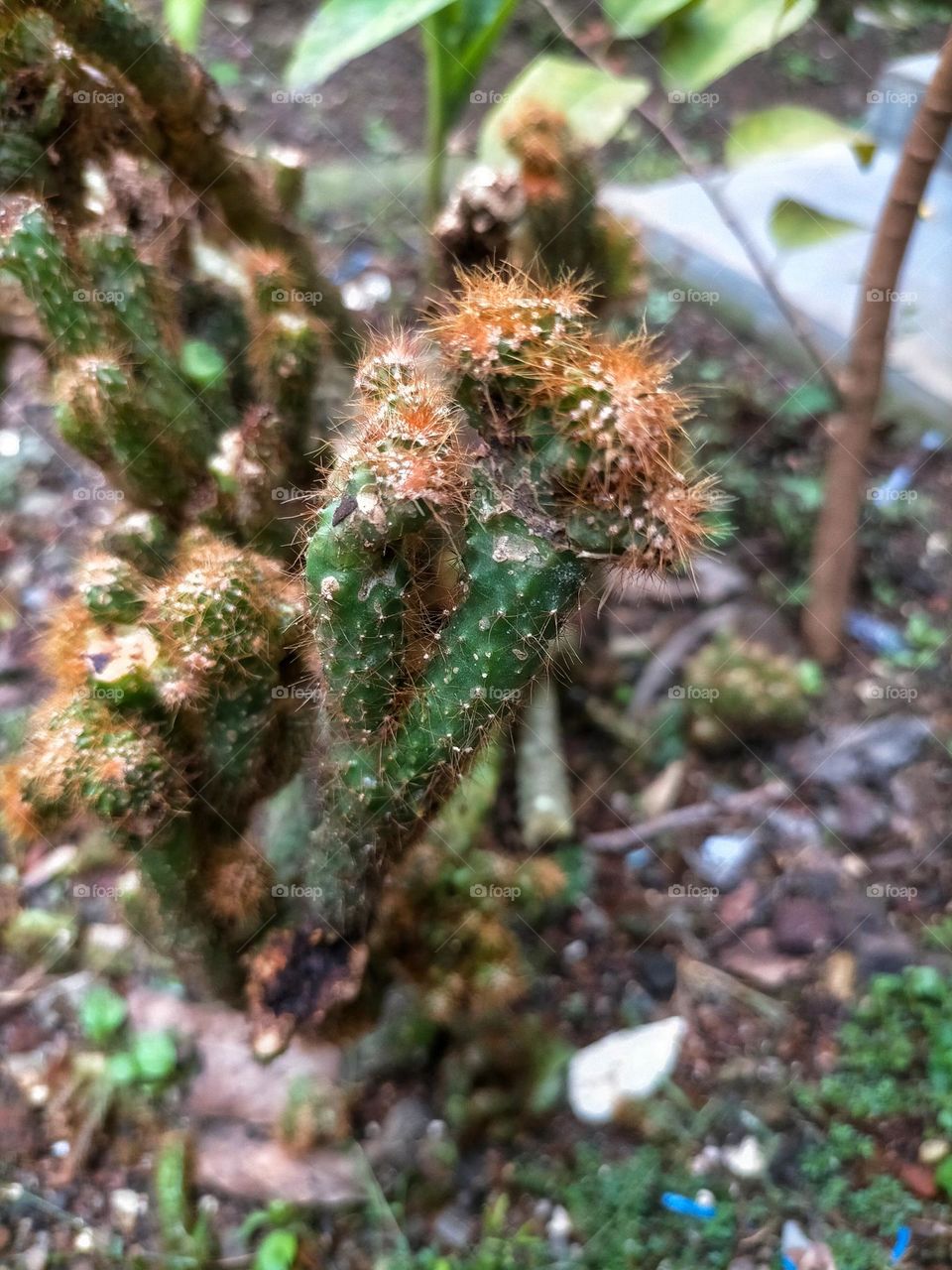 Cactus