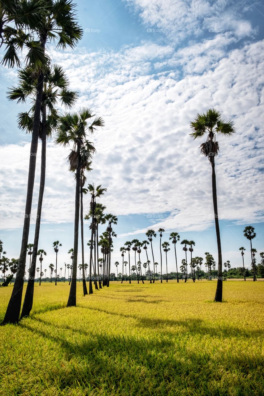 Silhouette sugar palm on paddy field