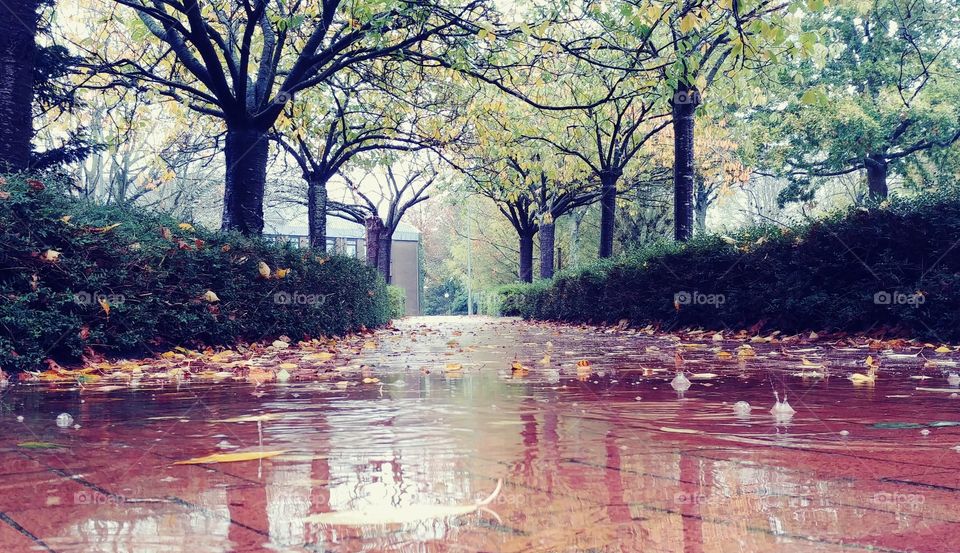 herbst autumn Wasser Regen nass rain wetter weather time outdoor