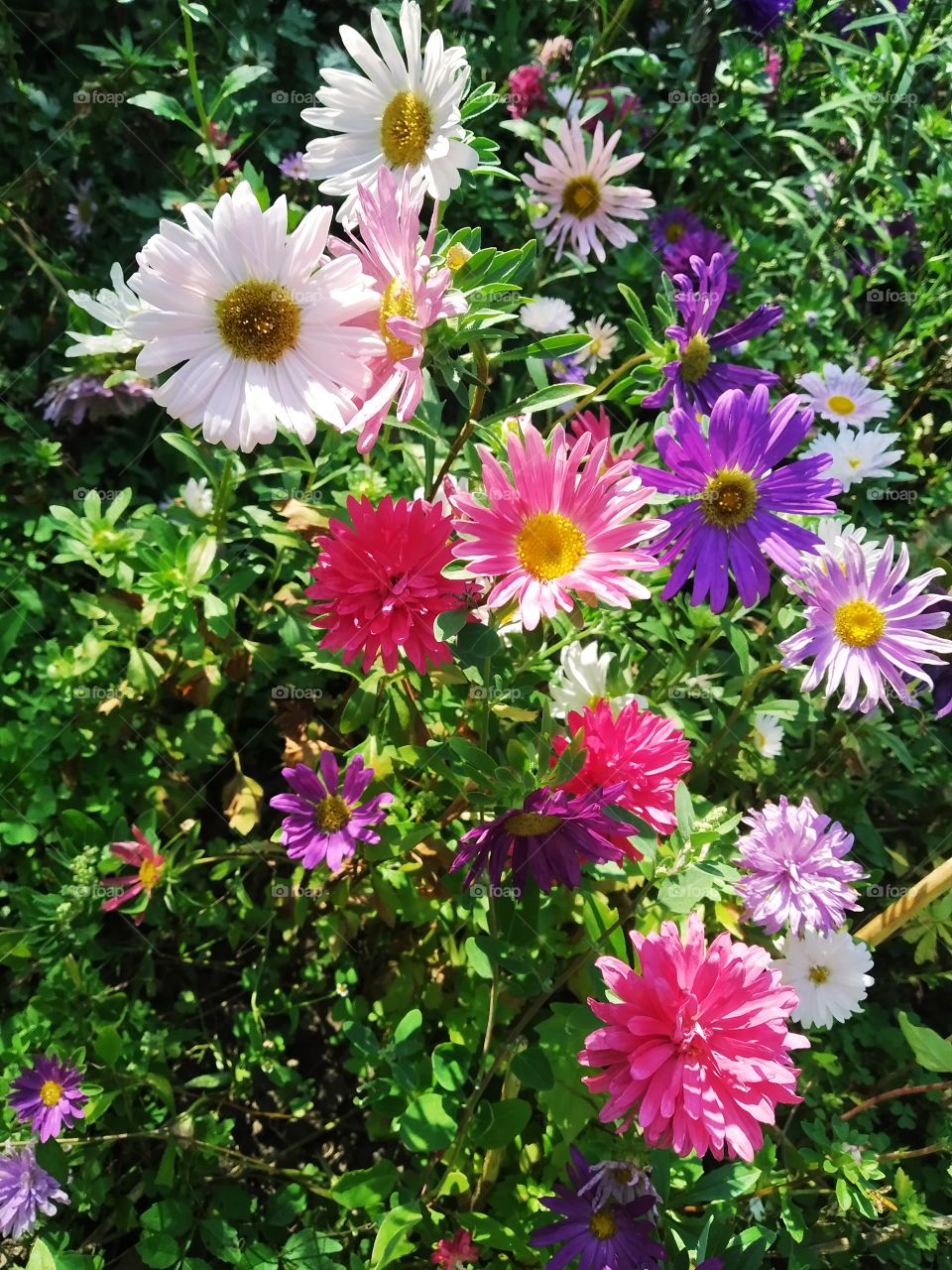 asters