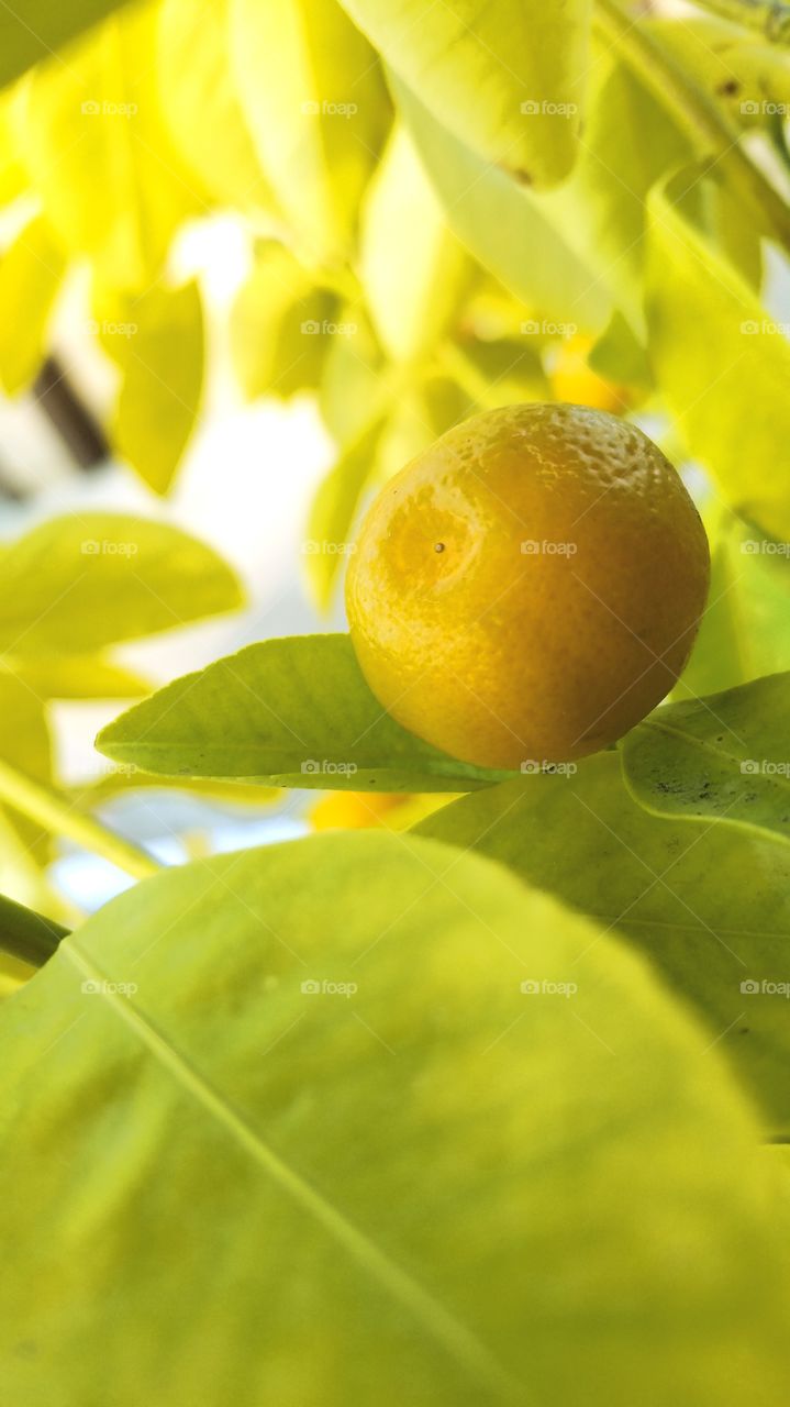 A growing lemon that demonstrates the true colors of summer! When life gives you lemons, take a photo.