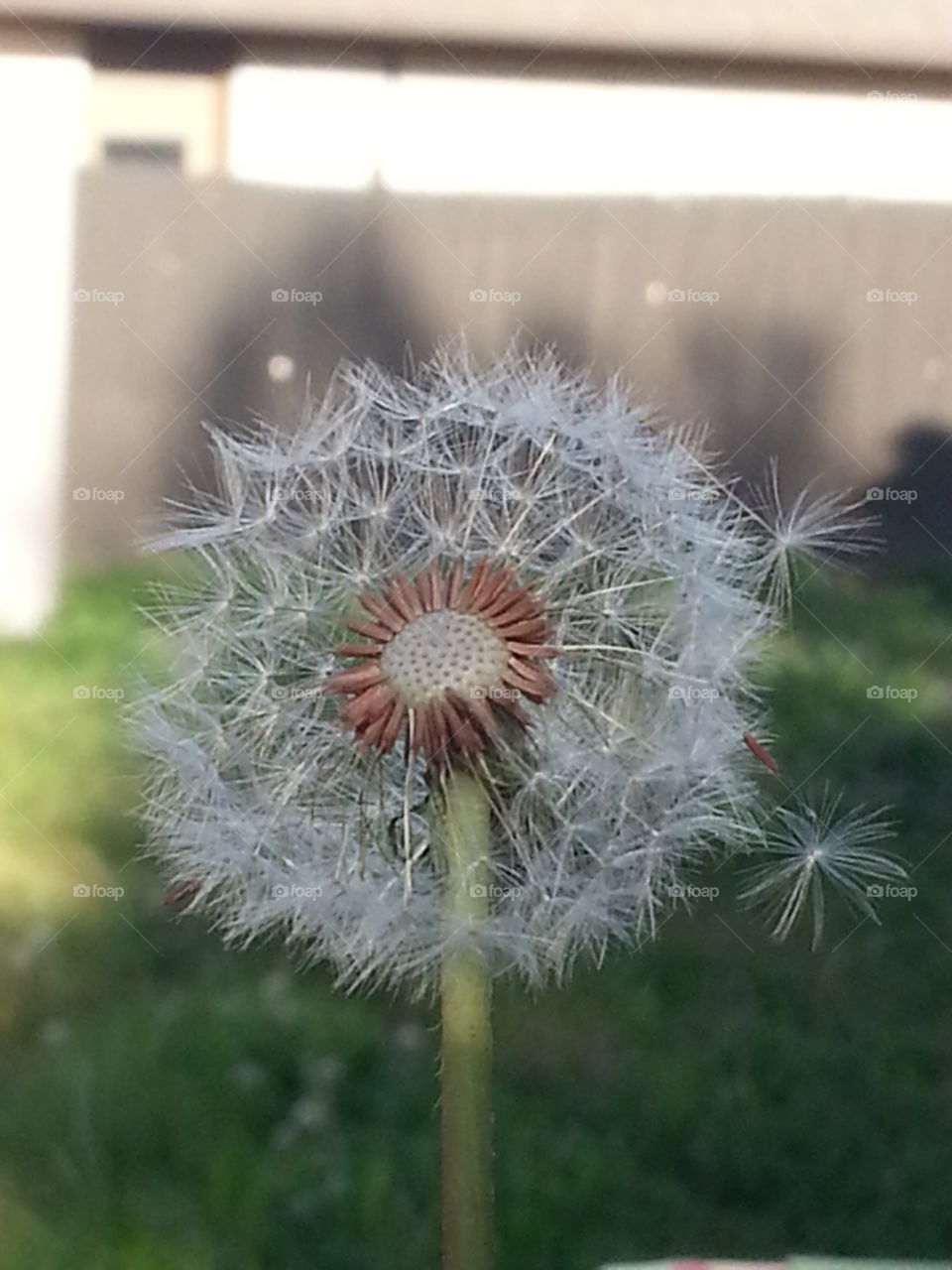 Dandelion #1. My daughter loves to wish on dandelions. This photo, along with several others show the progression of a dandelion being blown away.