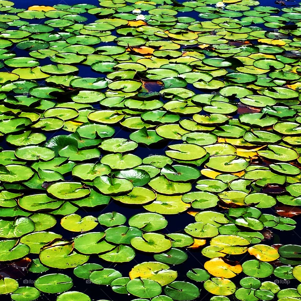 Lily Pond with Lily Pads