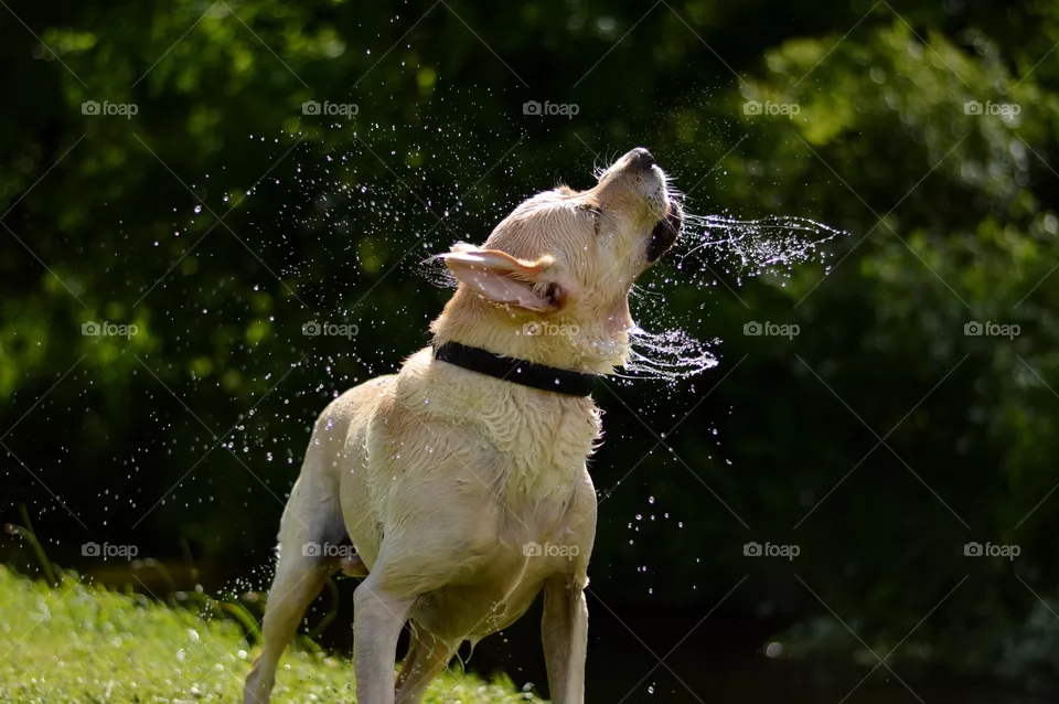 Wet dog 