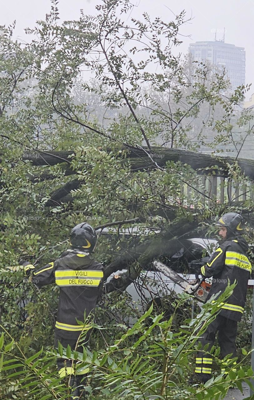 Tree fall on a car