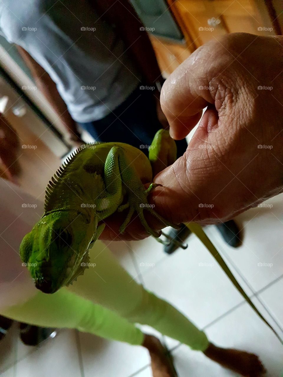 The cutest pets in the world