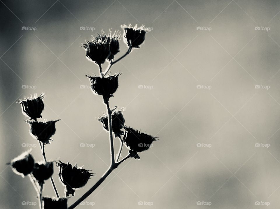 Sunflower stems and empty pods