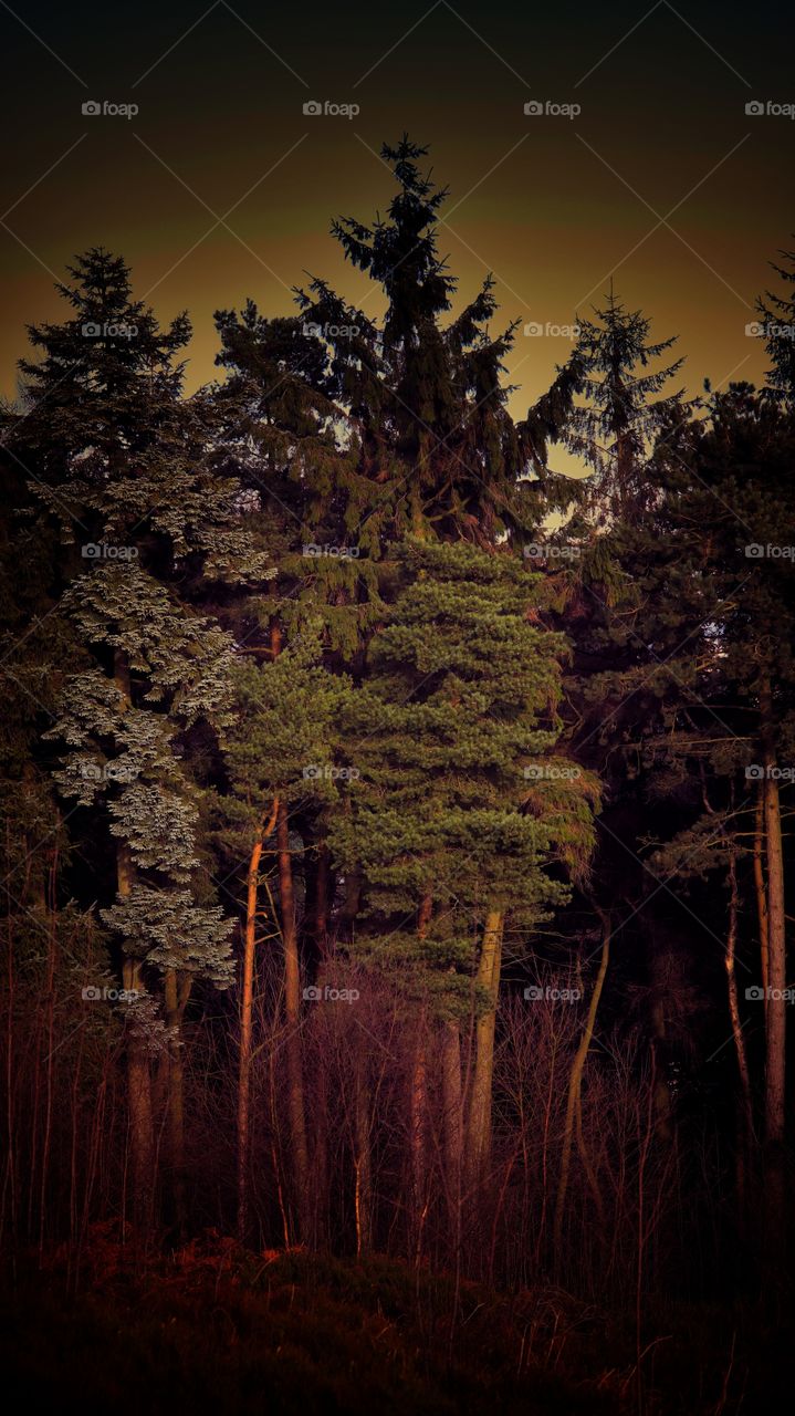 Trees in forest with conifer evergreen trees in late Autumn / early winter. View over moorland and heathland. 