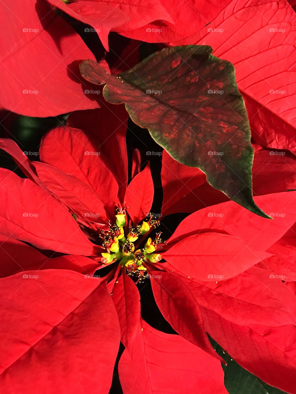 Poinsettia flower