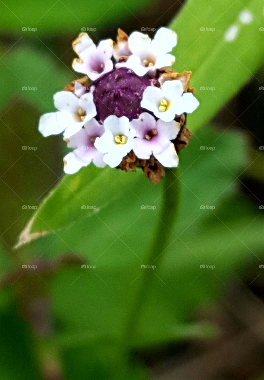 No Person, Nature, Leaf, Flower, Flora