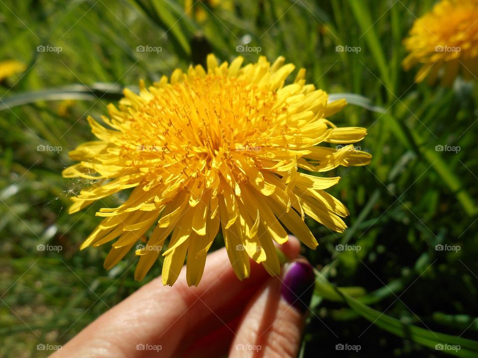 yellow dandelion