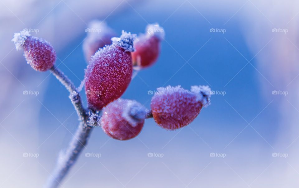 Rosehip shrub on blue sky 