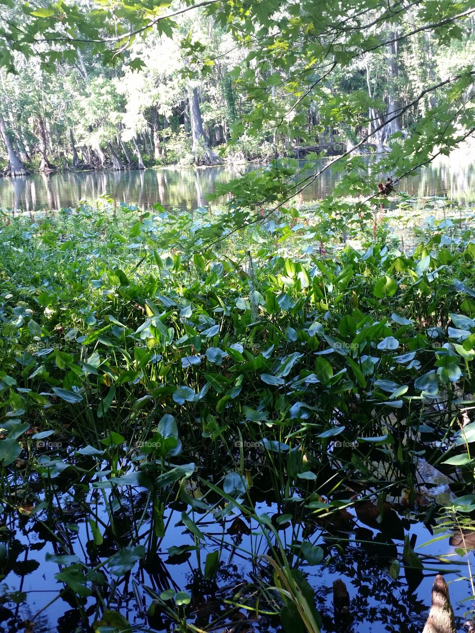 river plants