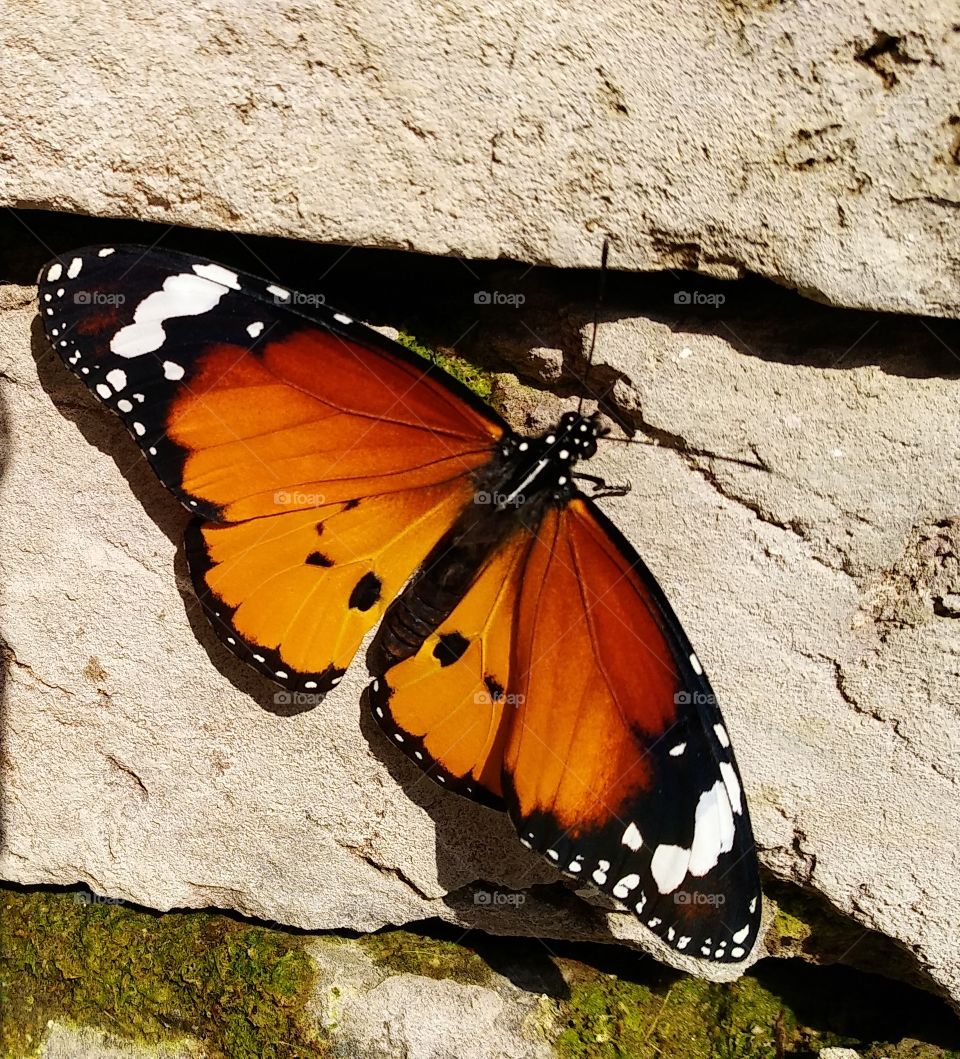 first signs of spring in your...