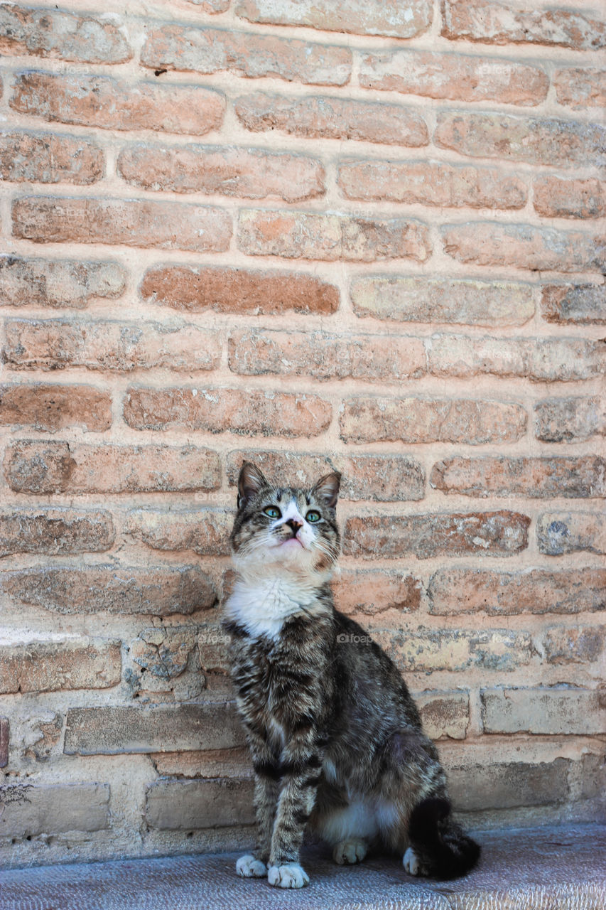 The cat standing next to the wall