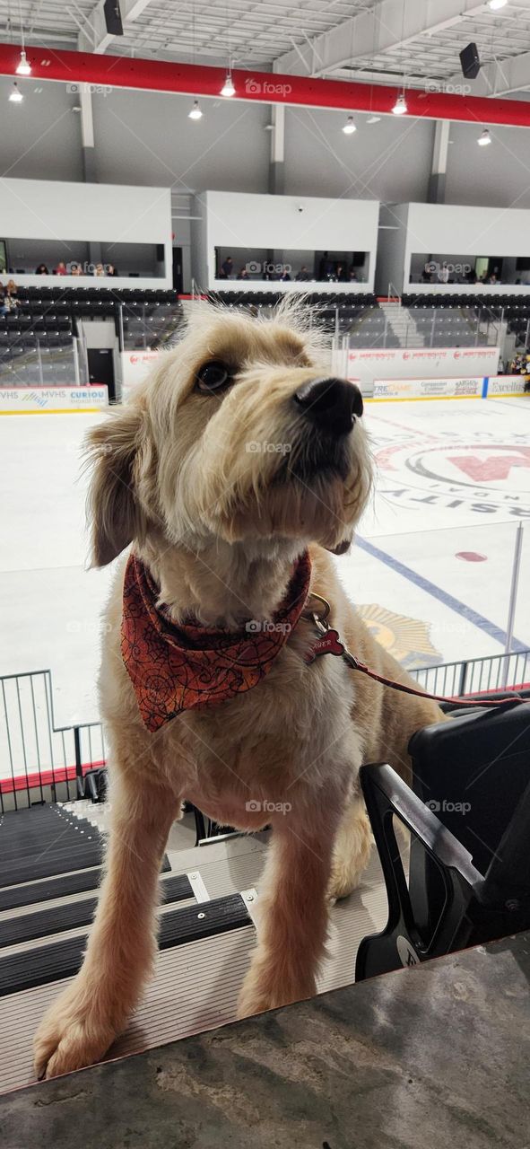 A Cute White Dog At The Hockey Game