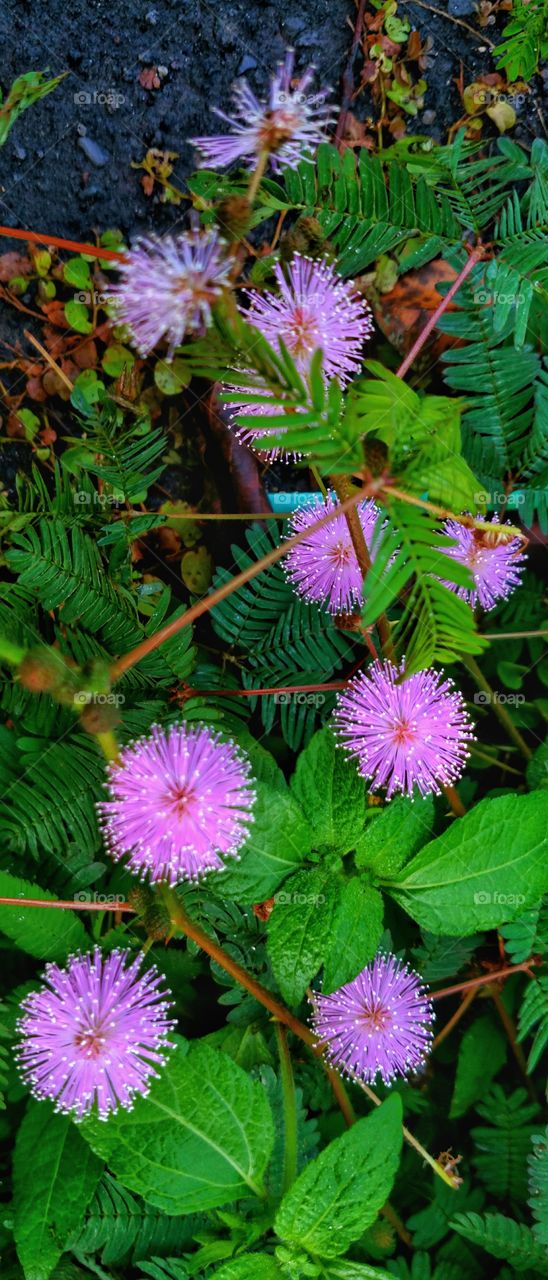 shy princess plant / Mimosa pudica