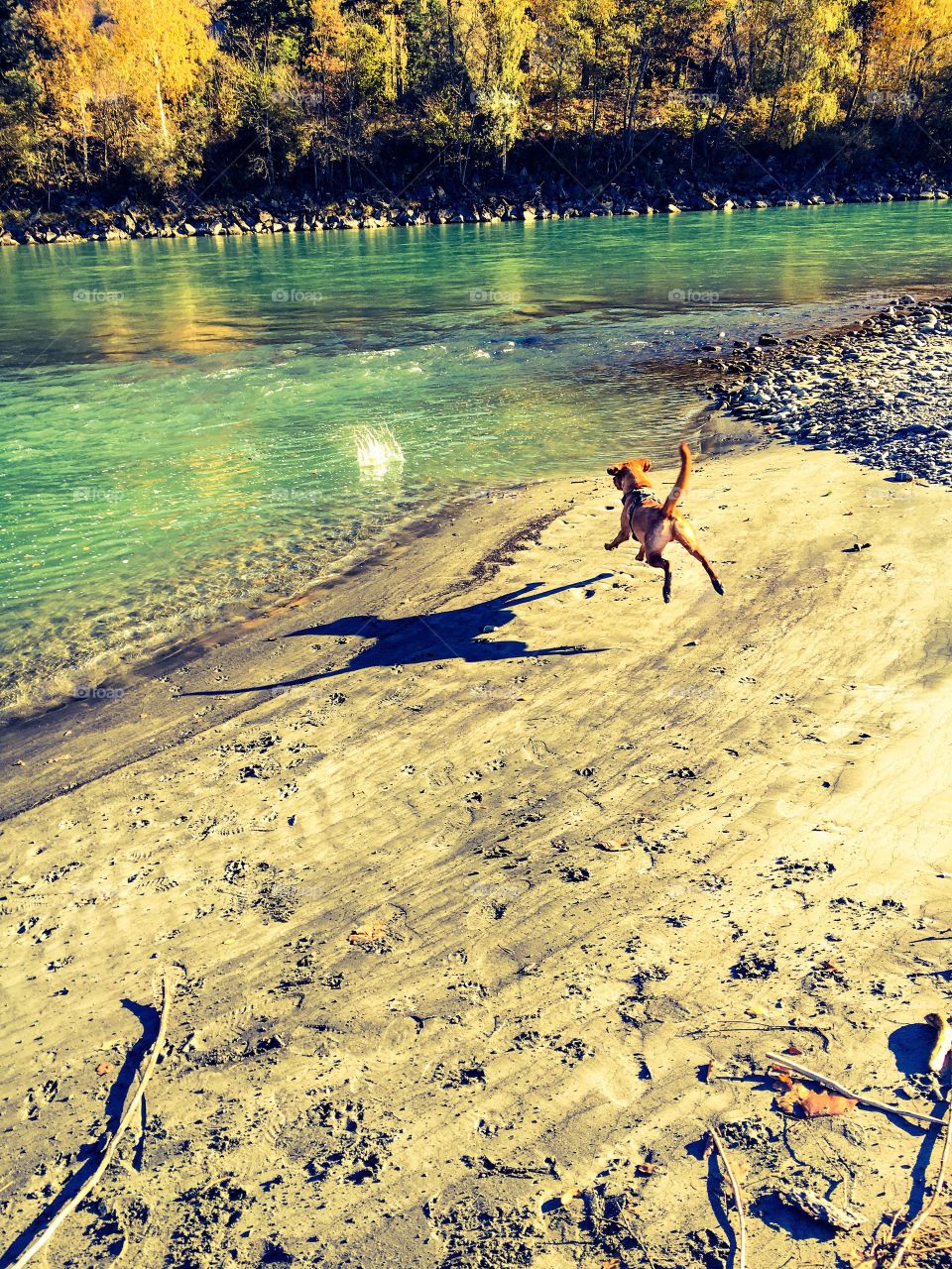 dog playing on the river.