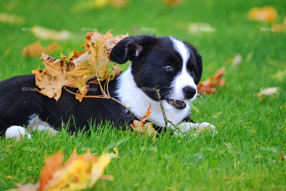 Grass, Dog, Cute, Animal, Mammal