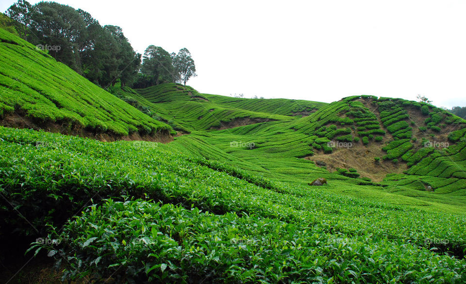 green leaves tea farm by paullj