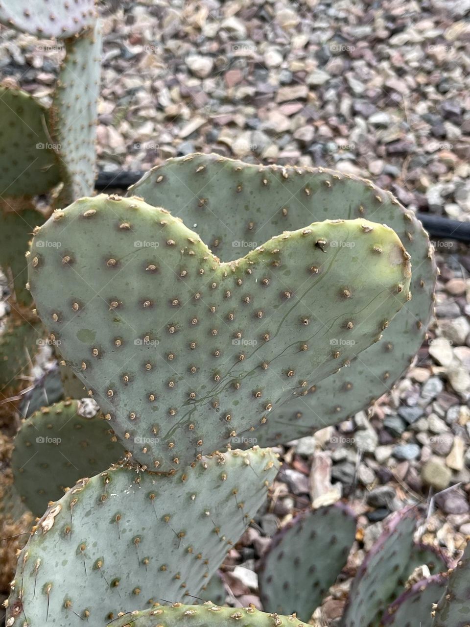 Heart shaped cactus