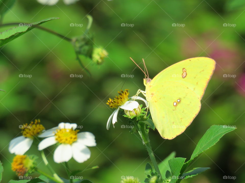 Cloudless sulphur