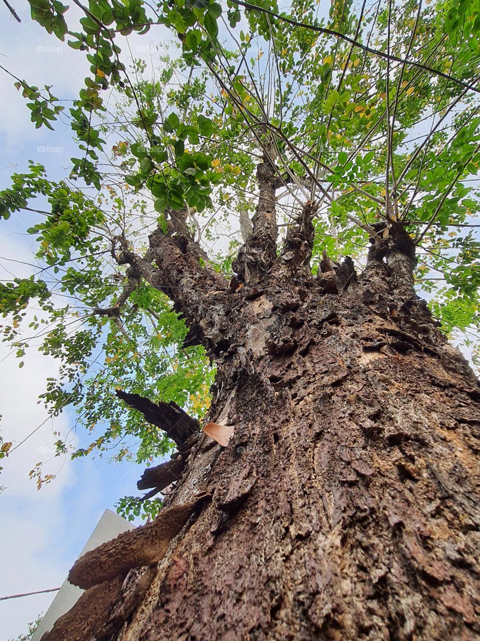 Old Pterocarpus macrocarpus tree lossing leaves in summer time