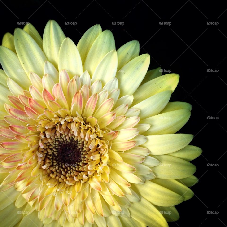 Soft pastel yellow and pink flower 1. A closeup top down shot of a flower with pink tipped yellow petals On a black background.