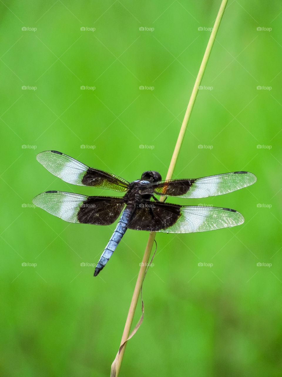 blue dragonfly on stem with green background
