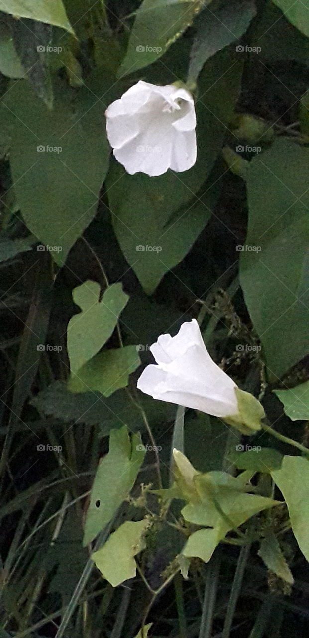 white bindweed