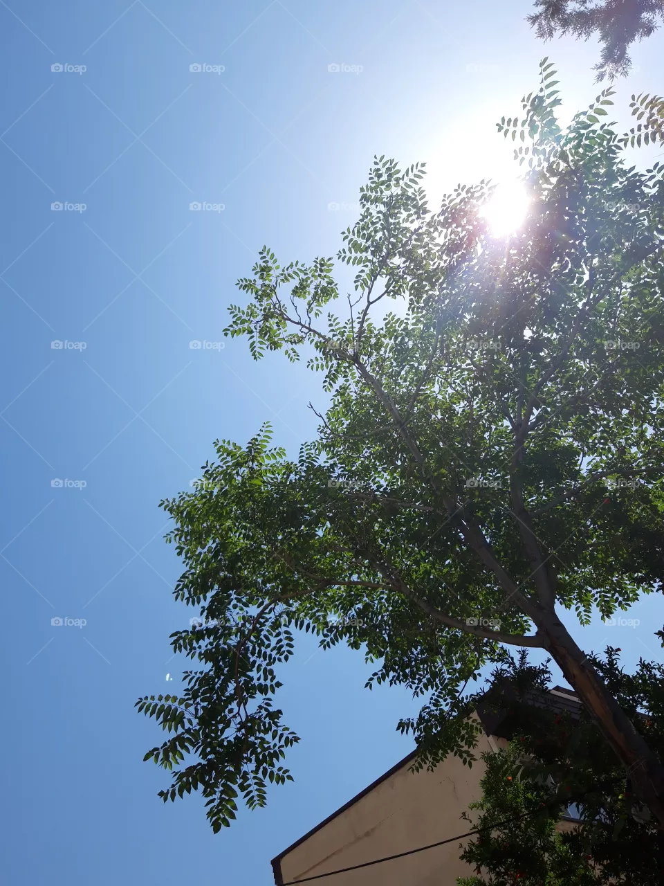 tree