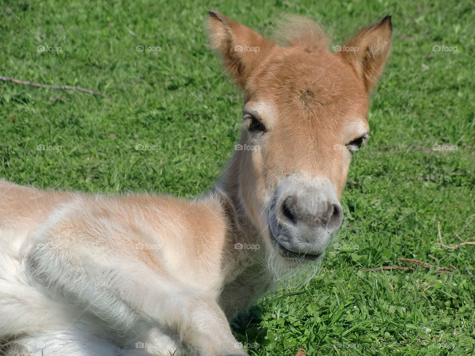 Foal