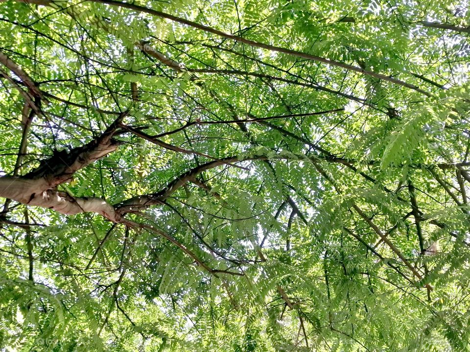 Tree branches so beautifully and symmetrically intertwined