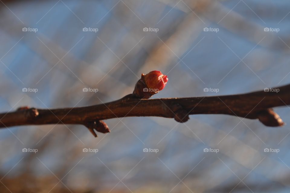 Apricot tree bud closeup