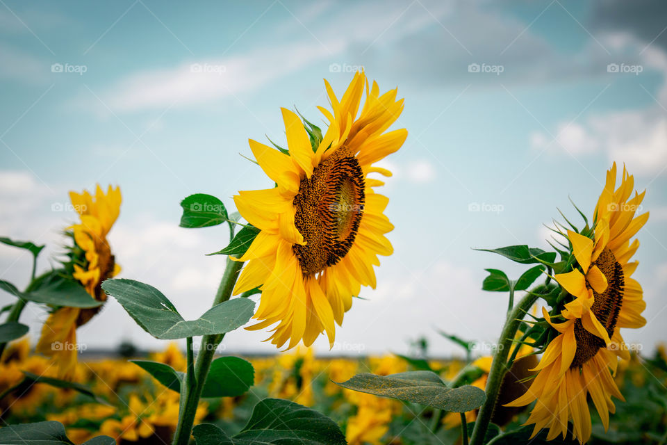 Sunflowers 