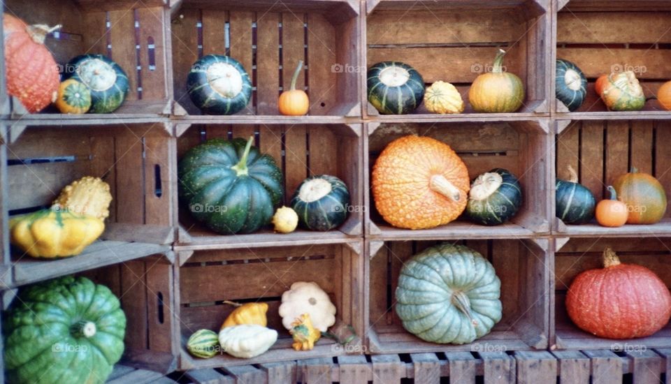 All kinds of pumpkin