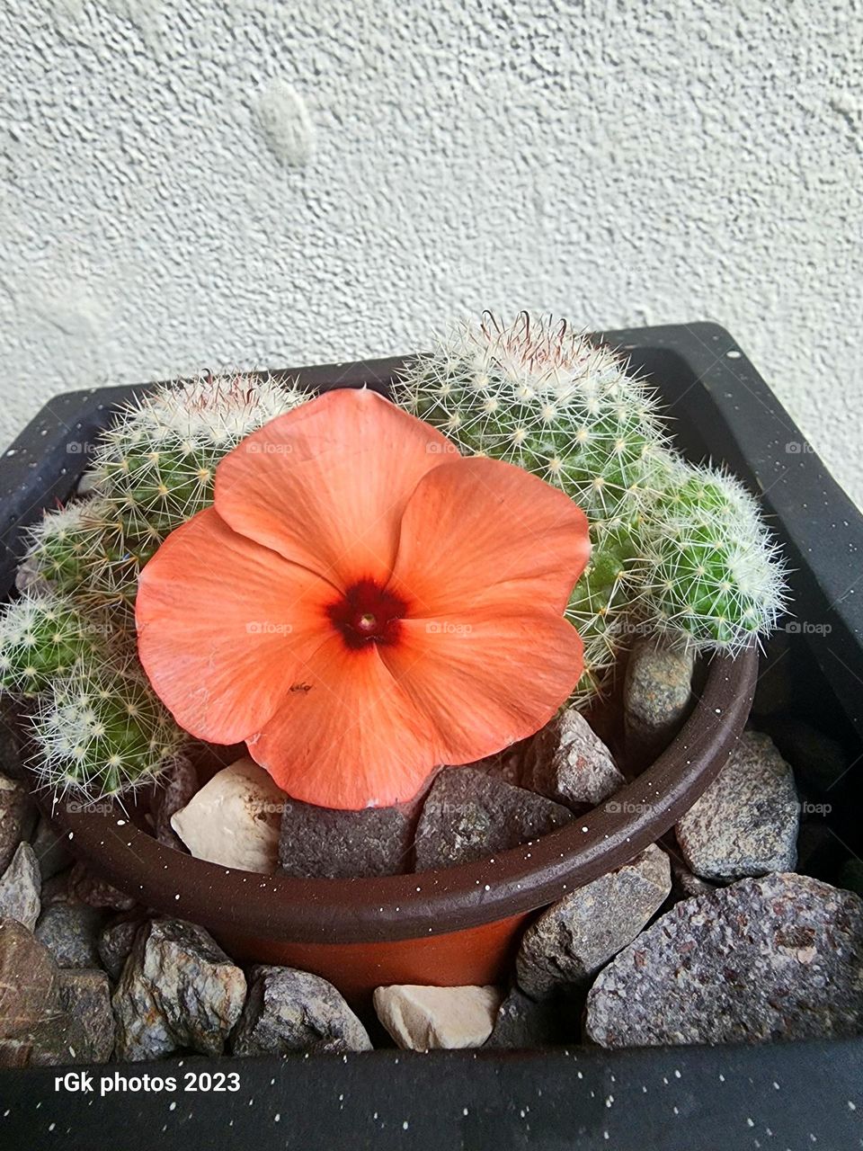 peach periwinkle amidst cactus