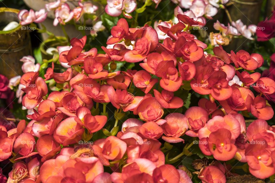 Beautiful red flowers