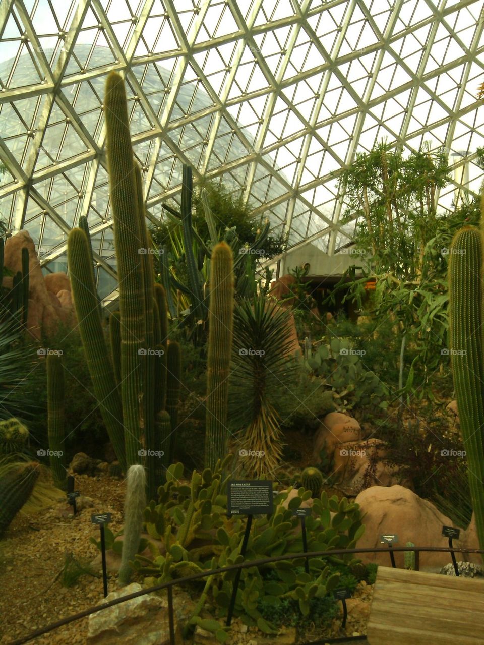 desert in the domes